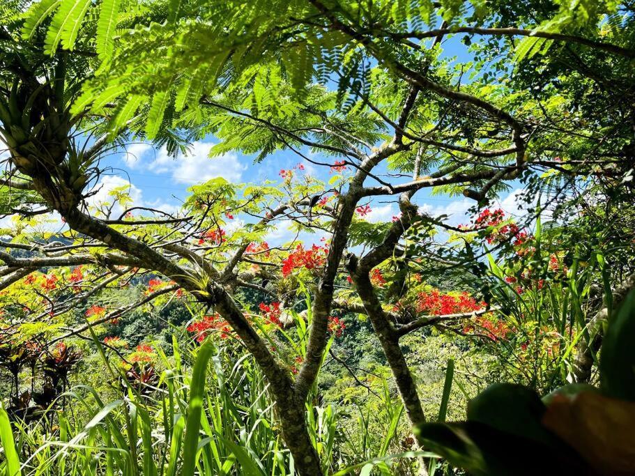 Villa Verde Luz: A Virgin Forest Yauco Exteriör bild