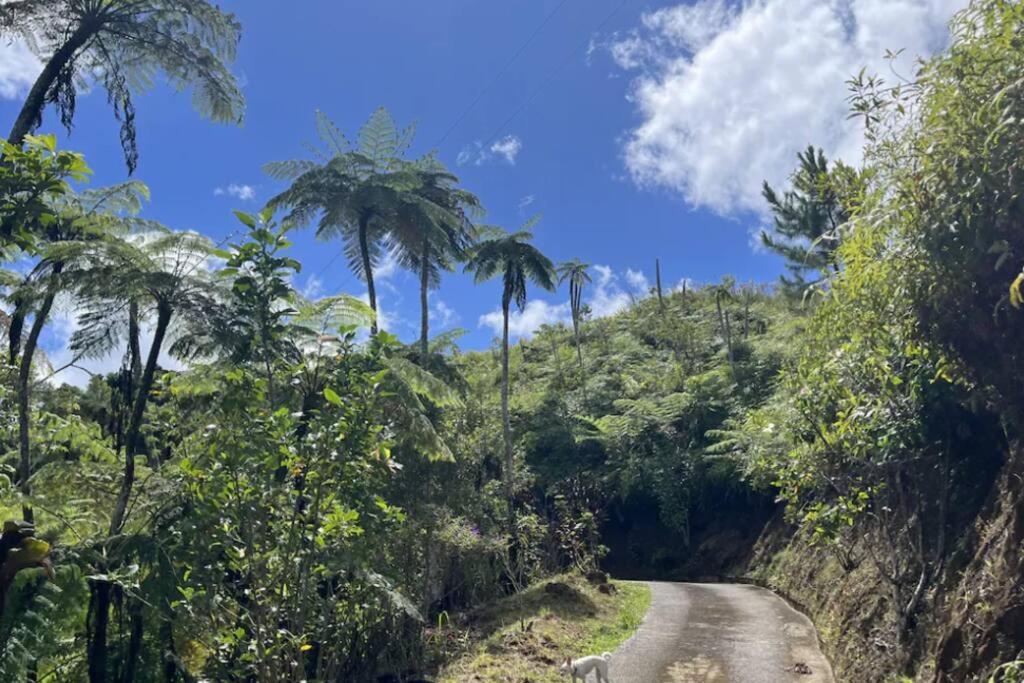 Villa Verde Luz: A Virgin Forest Yauco Exteriör bild