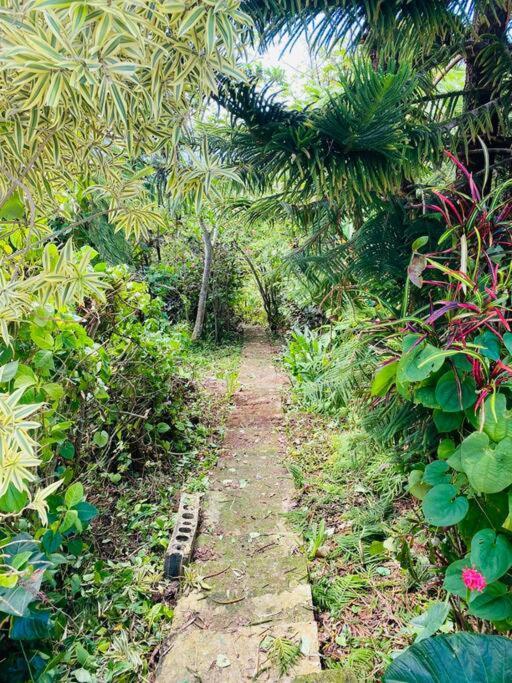 Villa Verde Luz: A Virgin Forest Yauco Exteriör bild